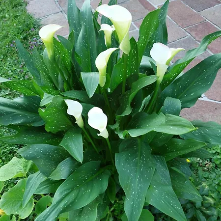 Wintergarten In Seenaehe شقة