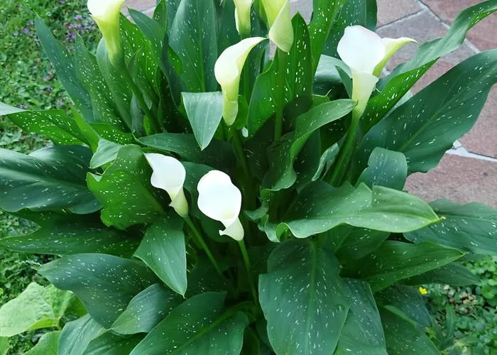 Wintergarten In Seenaehe Apartment